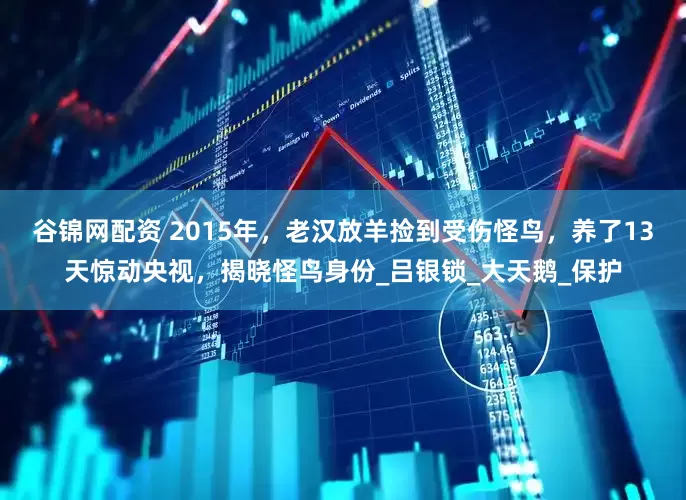 谷锦网配资 2015年，老汉放羊捡到受伤怪鸟，养了13天惊动央视，揭晓怪鸟身份_吕银锁_大天鹅_保护